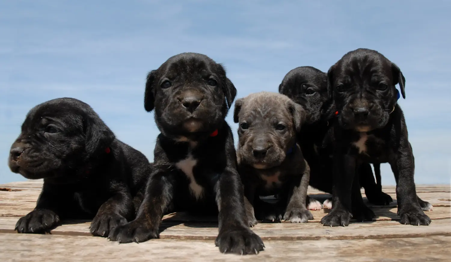 At købe en Cane Corso Italiano-hvalp betyder at tage ansvar! Køb Cane Corso Italiano hvalpe.