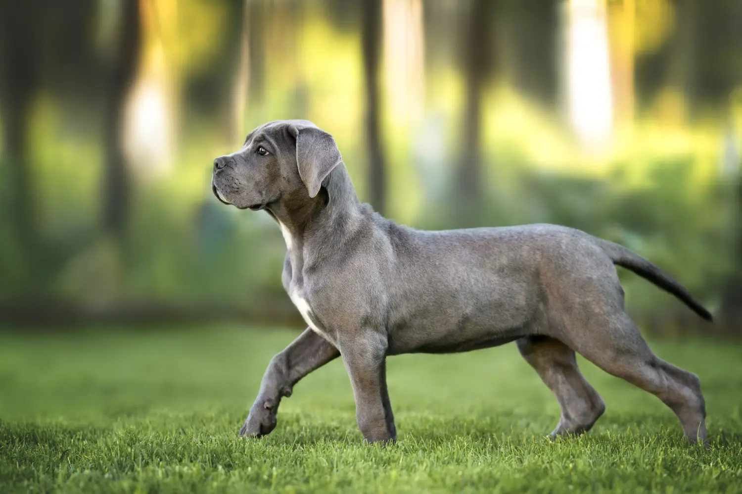At købe en Cane Corso Italiano-hvalp betyder at tage ansvar! Køb Cane Corso Italiano hvalpe.