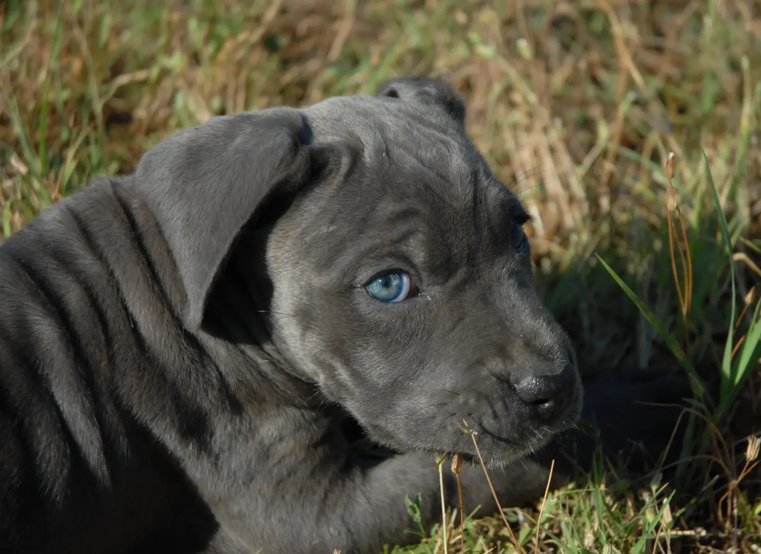 At købe en Cane Corso Italiano-hvalp betyder at tage ansvar! Køb Cane Corso Italiano hvalpe.