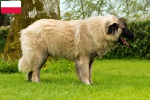 Read more about the article Cão Da Serra Da Estrela opdrættere og hvalpe i Polen