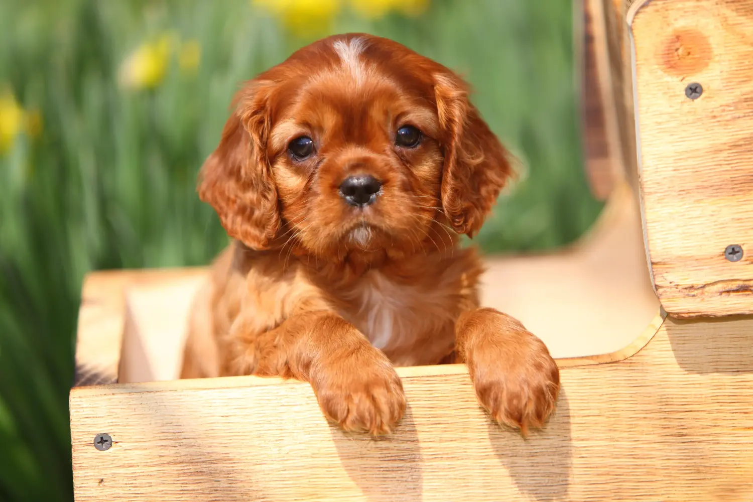 At købe en Cavalier King Charles Spaniel-hvalp betyder at tage ansvar! Køb Cavalier King Charles Spaniel hvalpe.