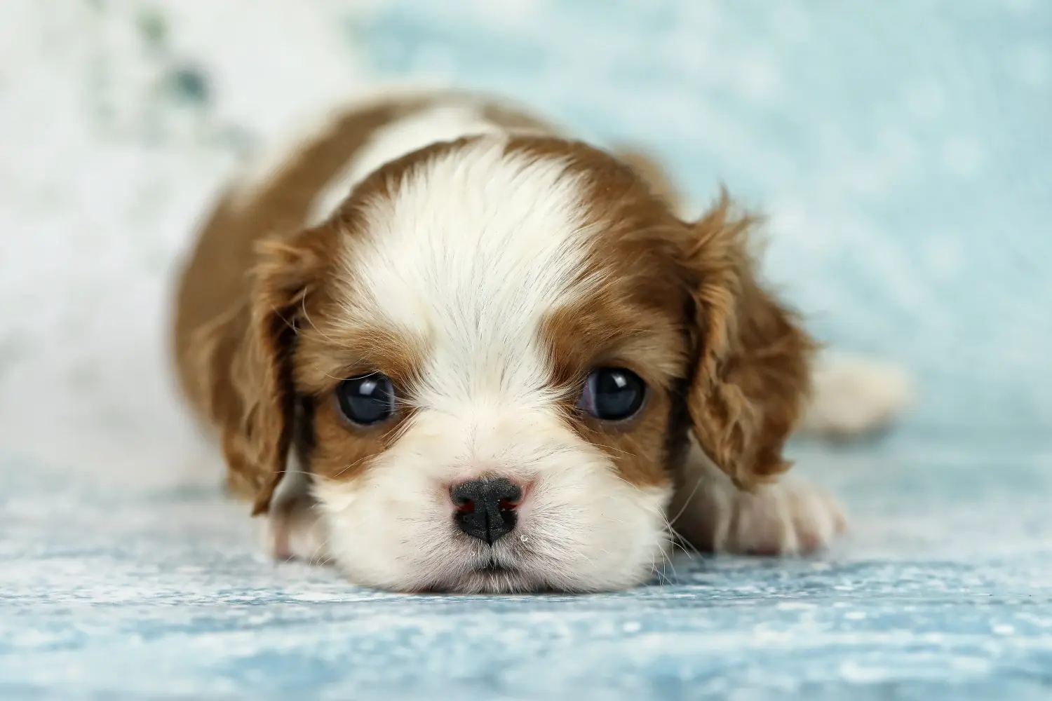 At købe en Cavalier King Charles Spaniel-hvalp betyder at tage ansvar! Køb Cavalier King Charles Spaniel hvalpe.