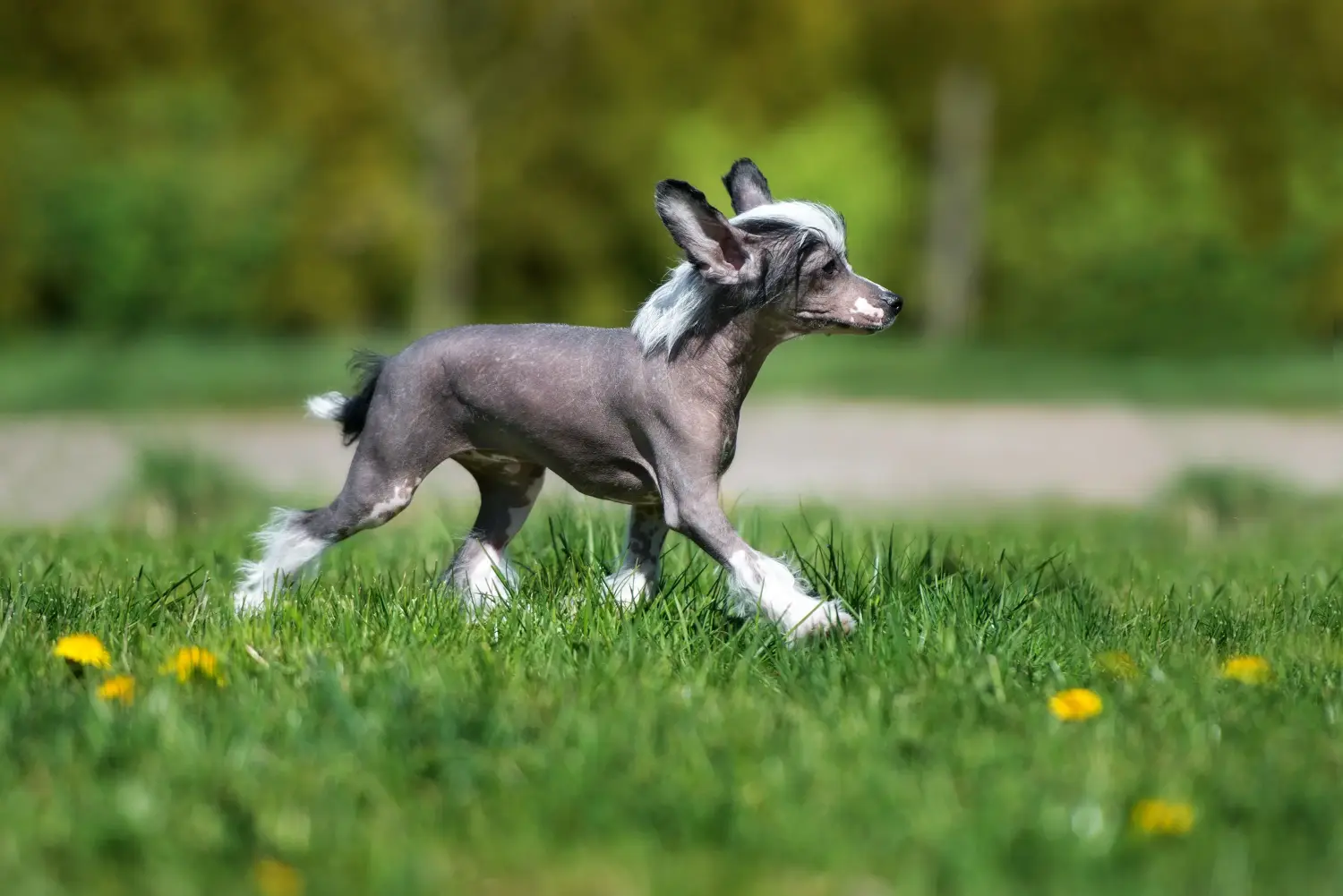 At købe en Chinese Crested Dog-hvalp betyder at tage ansvar! Køb Chinese Crested Dog hvalpe.