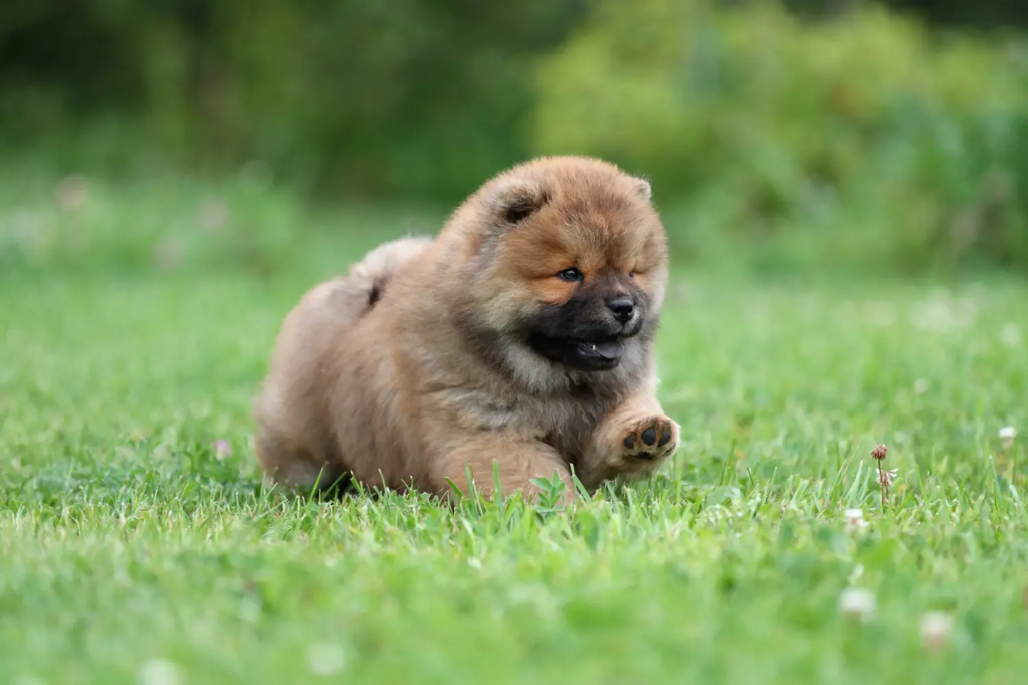 At købe en Chow Chow-hvalp betyder at tage ansvar! Køb Chow Chow-hvalpe.