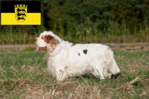 Read more about the article Clumber Spaniel opdrættere og hvalpe i Baden-Württemberg