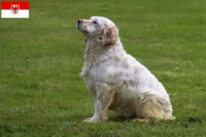 Read more about the article Clumber Spaniel opdrættere og hvalpe i Brandenburg