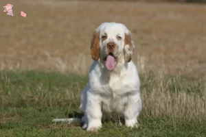 Read more about the article Clumber Spaniel opdrætter og hvalpe i Hovedstaden