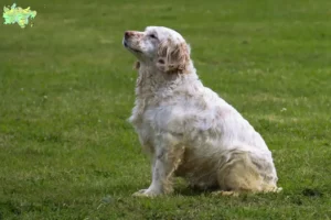 Read more about the article Clumber Spaniel opdrættere og hvalpe i Midtjylland