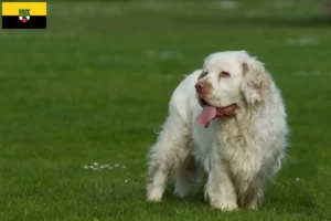 Read more about the article Clumber Spaniel opdrættere og hvalpe i Sachsen-Anhalt