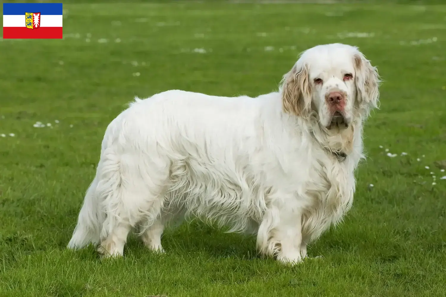 Read more about the article Clumber Spaniel opdrættere og hvalpe i Schleswig-Holstein
