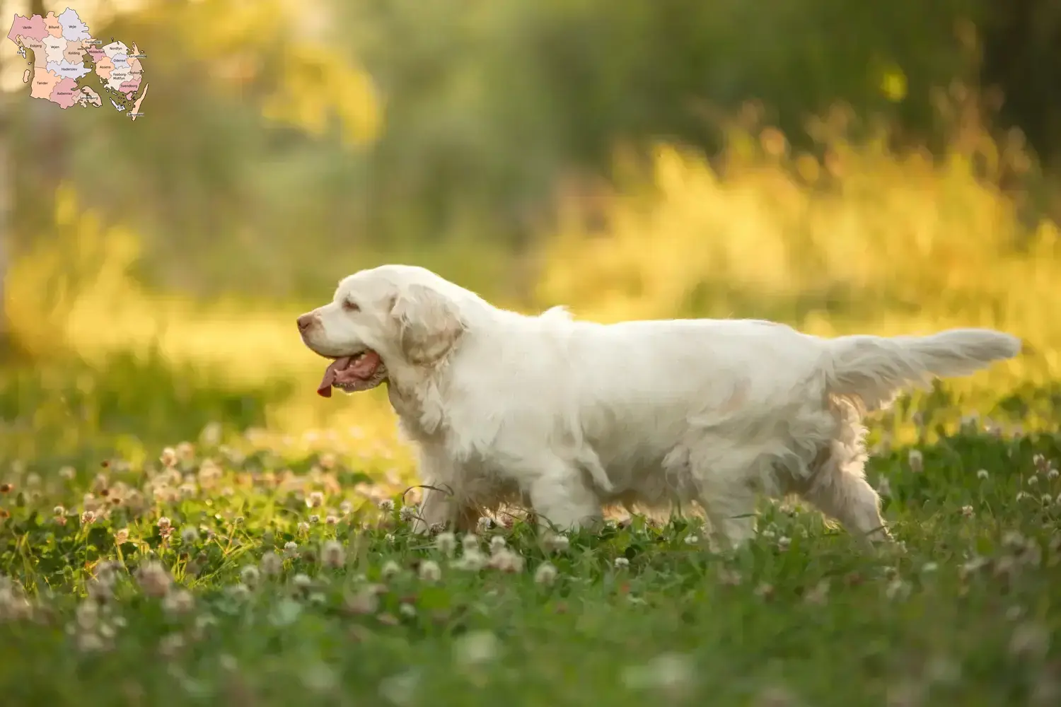 Read more about the article Clumber Spaniel opdrættere og hvalpe i Syddanmark