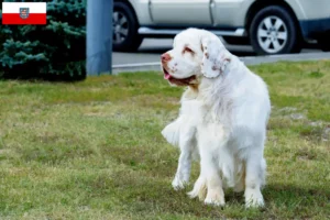 Read more about the article Clumber Spaniel opdrættere og hvalpe i Thüringen
