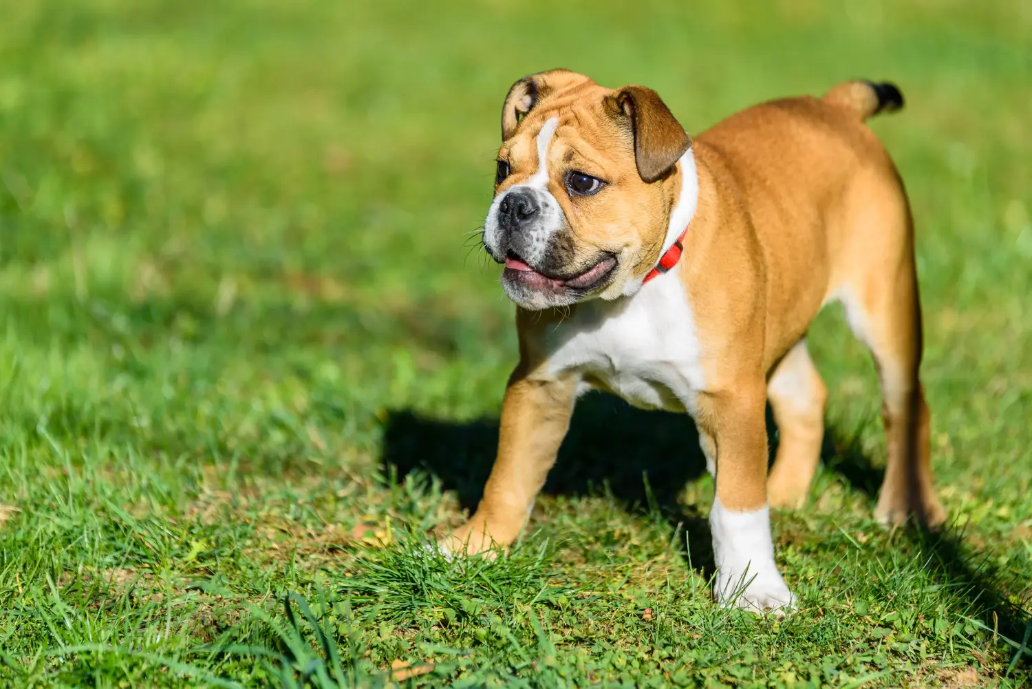 At købe en Continental Bulldog-hvalp betyder at tage ansvar! Køb Continental Bulldog hvalpe.