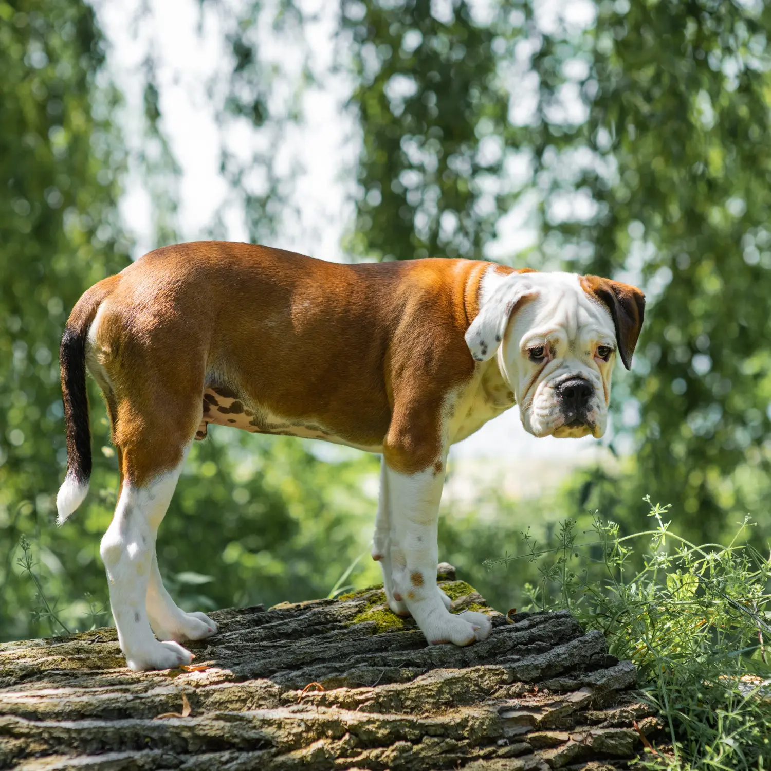 At købe en Continental Bulldog-hvalp betyder at tage ansvar! Køb Continental Bulldog hvalpe.