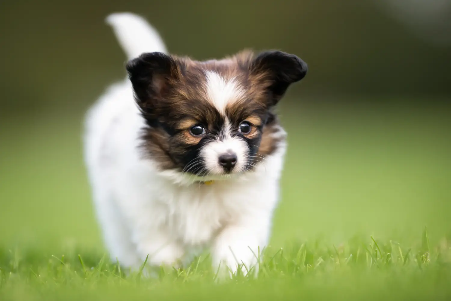 At købe en Continental Miniature Spaniel-hvalp betyder at tage ansvar! Køb Continental Miniature Spaniel hvalpe.