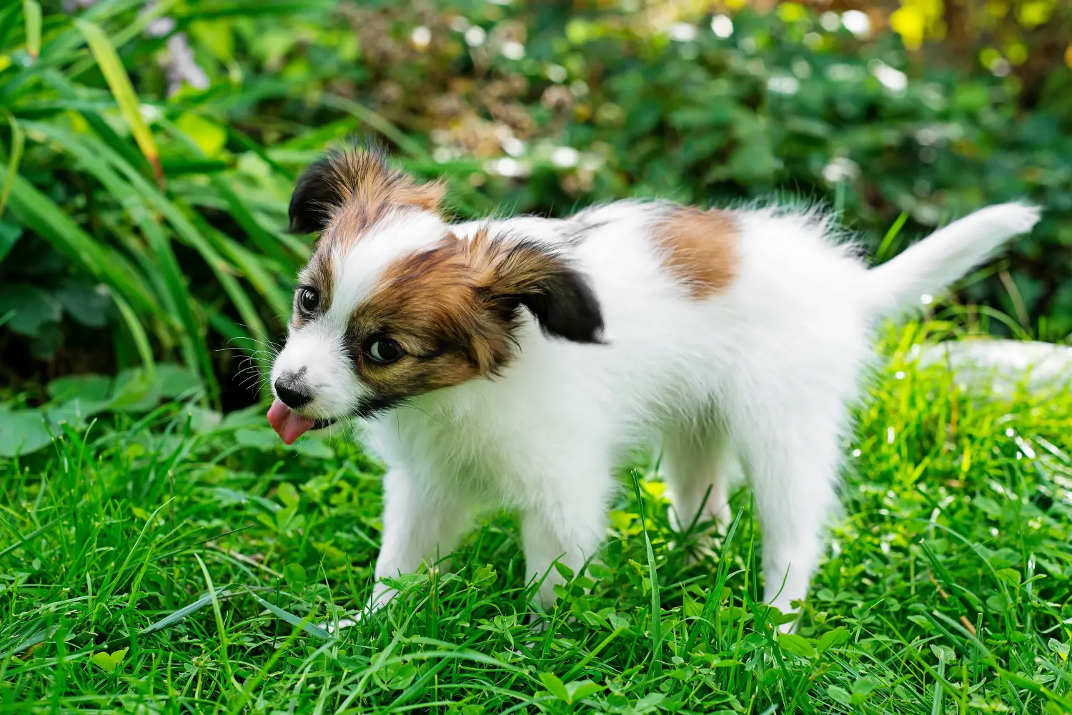 At købe en Continental Miniature Spaniel-hvalp betyder at tage ansvar! Køb Continental Miniature Spaniel hvalpe.