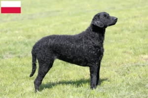 Read more about the article Curly Coated Retriever opdrættere og hvalpe i Polen