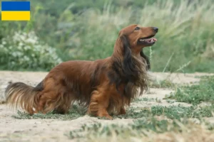 Read more about the article Gravhundeopdrættere og hvalpe i Ukraine
