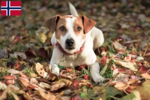 Read more about the article Dansk-svenske gårdhundeopdrættere og hvalpe i Norge