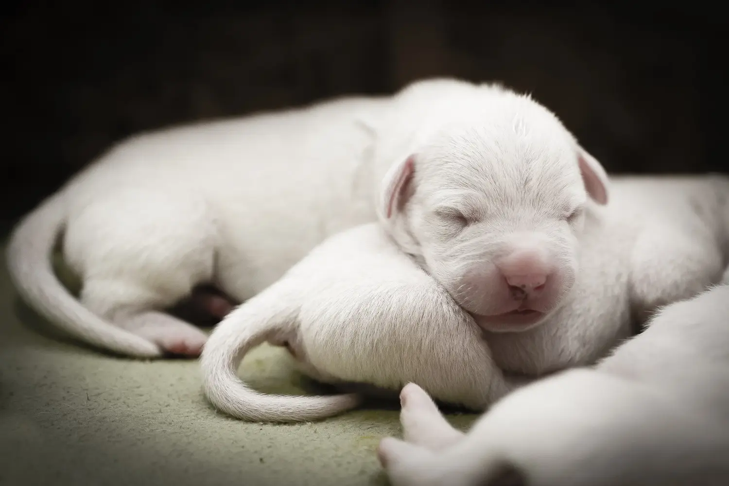 At købe en Dogo Argentino-hvalp betyder at tage ansvar! Køb Dogo Argentino hvalpe.