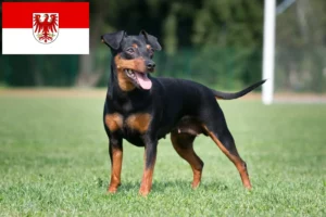 Read more about the article Miniature Pinscher opdrættere og hvalpe i Brandenburg