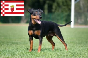 Read more about the article Miniature Pinscher opdrætter og hvalpe i Bremen