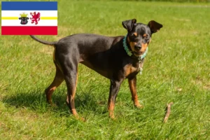 Read more about the article Miniature Pinscher opdrættere og hvalpe i Mecklenburg-Vorpommern