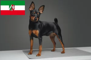 Read more about the article Miniature Pinscher opdrættere og hvalpe i Nordrhein-Westfalen