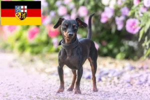 Read more about the article Miniature Pinscher opdrættere og hvalpe i Saarland