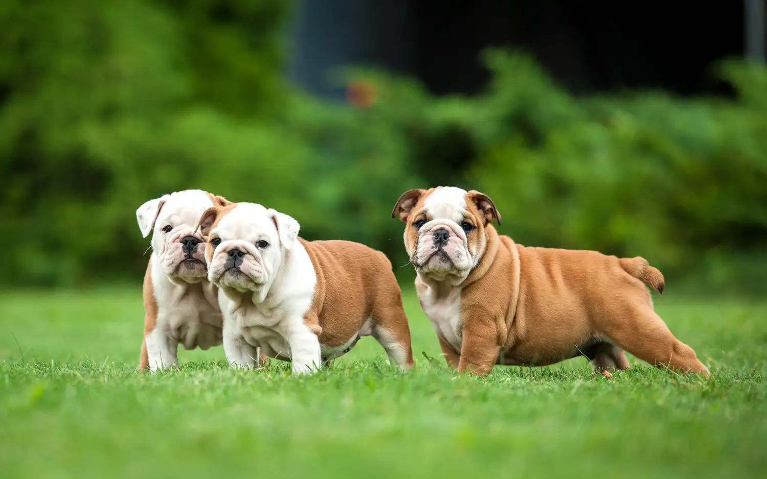 At købe en engelsk bulldog-hvalp betyder at tage ansvar! Køb engelske bulldog-hvalpe.