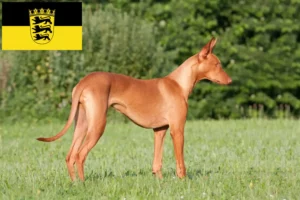 Read more about the article Farao hundeopdrættere og hvalpe i Baden-Württemberg