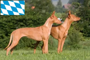 Read more about the article Farao hundeopdrættere og hvalpe i Bayern