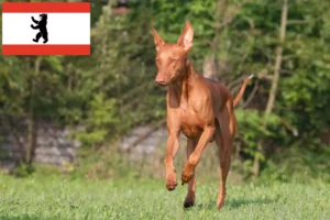 Read more about the article Farao hundeopdrætter og hvalpe i Berlin