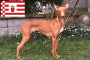 Read more about the article Farao hundeopdrætter og hvalpe i Bremen