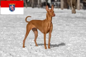 Read more about the article Farao hundeopdrættere og hvalpe i Hessen