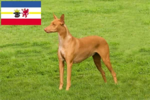 Read more about the article Farao hundeopdrættere og hvalpe i Mecklenburg-Vorpommern