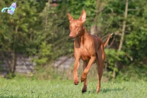 Read more about the article Farao hundeopdrættere og hvalpe i Nordjylland
