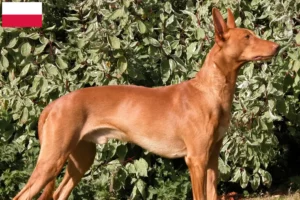 Read more about the article Farao hundeopdrættere og hvalpe i Polen