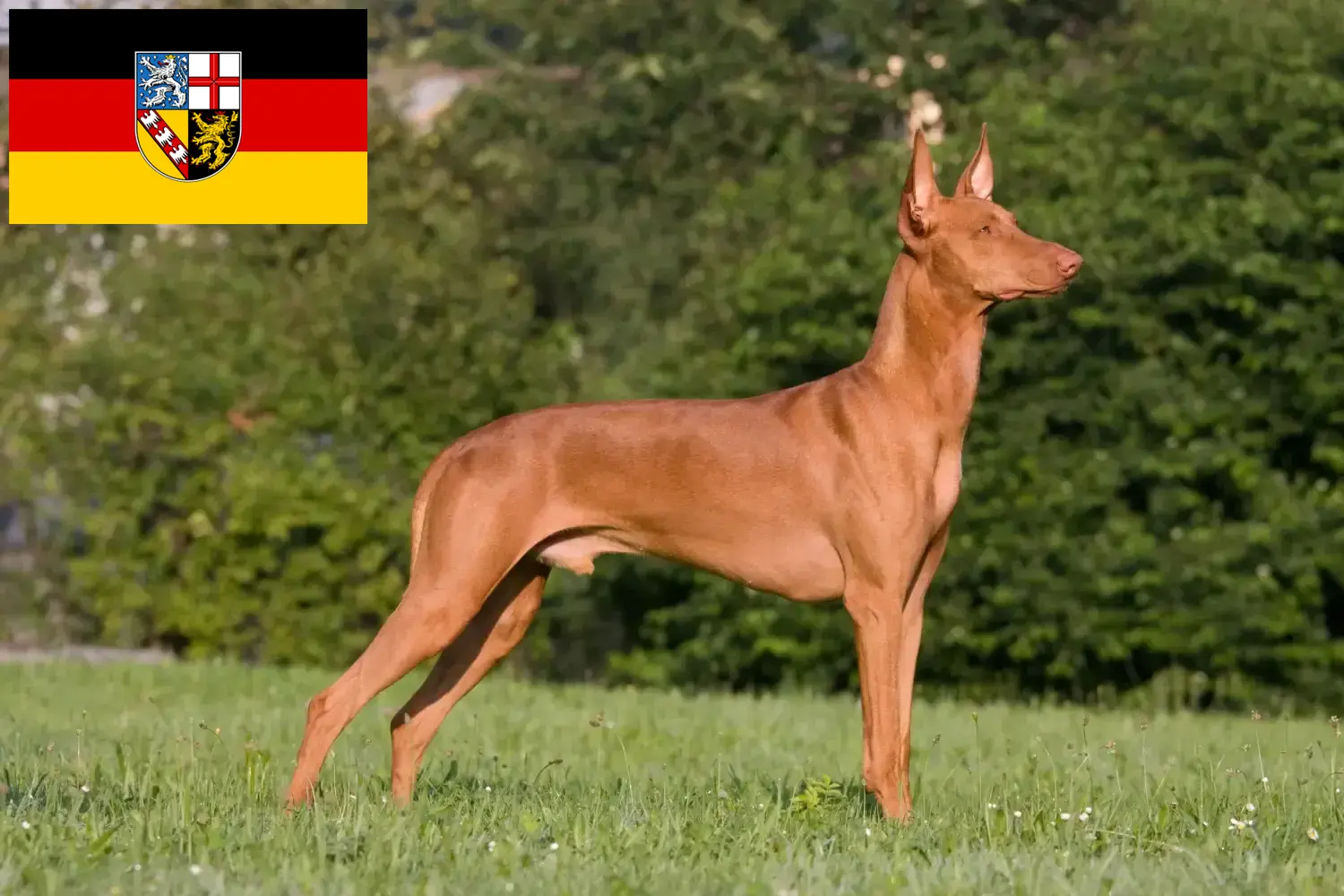 Farao hundehvalpe og opdrætter Saarland Her kan du finde opdrættere af faraohunde i Saarland.
