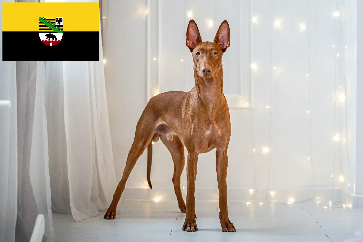 Faraohundehvalpe og opdrættere Sachsen-Anhalt Her kan du finde opdrættere af faraohunde i Sachsen-Anhalt.