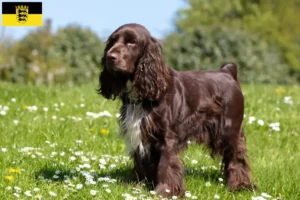 Read more about the article Field Spaniel-opdrættere og hvalpe i Baden-Württemberg