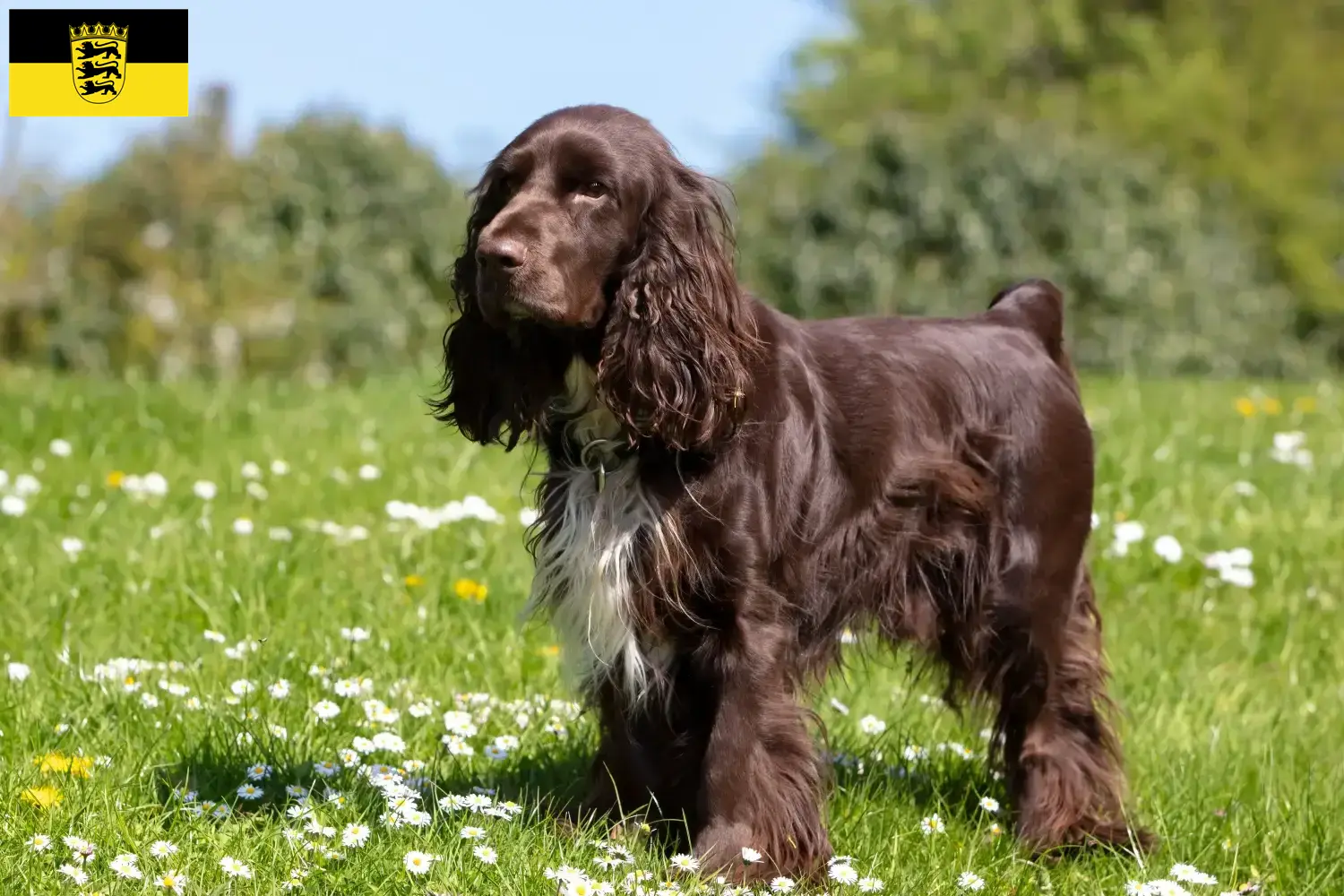 Read more about the article Field Spaniel-opdrættere og hvalpe i Baden-Württemberg