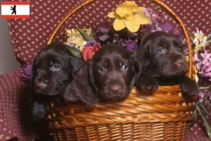 Read more about the article Field Spaniel opdrættere og hvalpe i Berlin