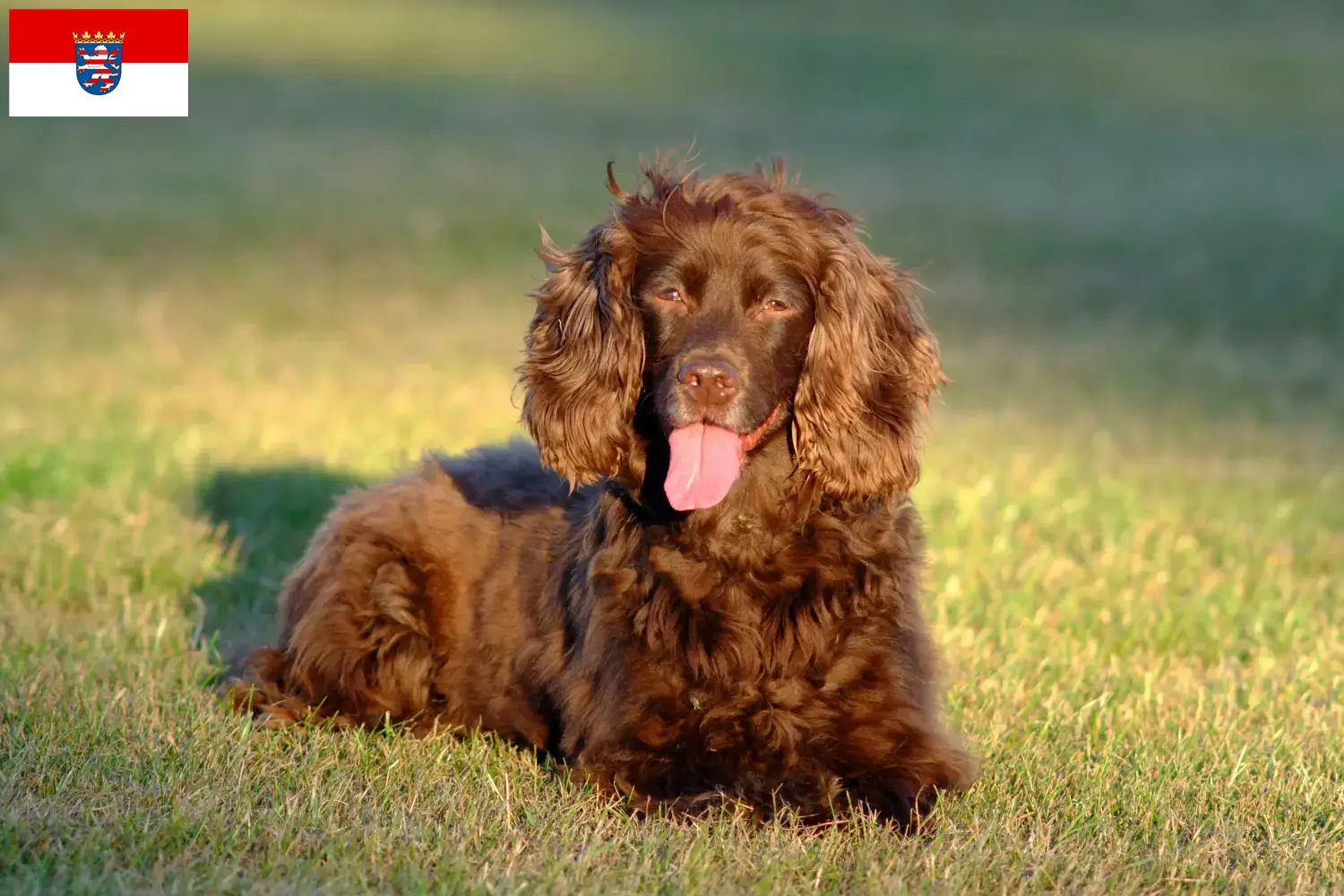 Read more about the article Field Spaniel-opdrættere og hvalpe i Hessen