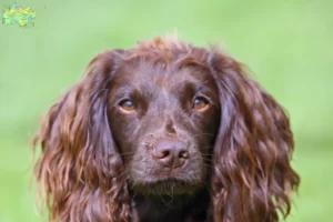 Read more about the article Field Spaniel opdrættere og hvalpe i Midtjylland
