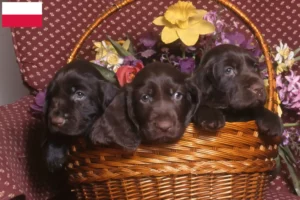 Read more about the article Field Spaniel-opdrættere og hvalpe i Polen
