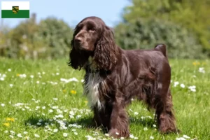 Read more about the article Field Spaniel-opdrættere og hvalpe i Sachsen
