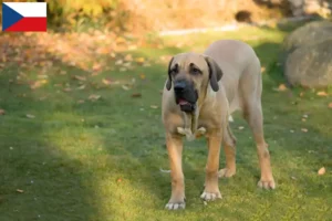 Read more about the article Fila Brasileiro opdrættere og hvalpe i Tjekkiet