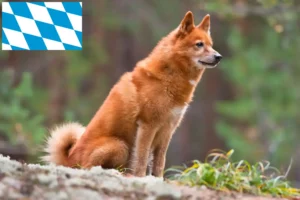 Read more about the article Finnenspitz-opdrættere og hvalpe i Bayern