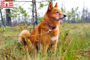 Read more about the article Finnenspitz opdrætter og hvalpe i Bremen